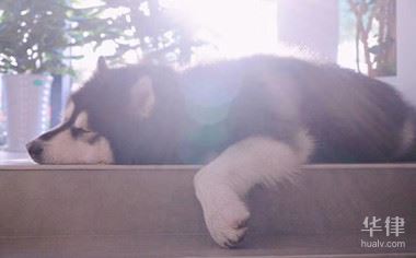 狗咬人物业负什么责任?